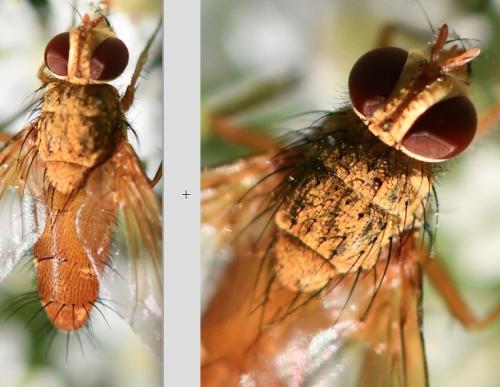 Leskia aurea